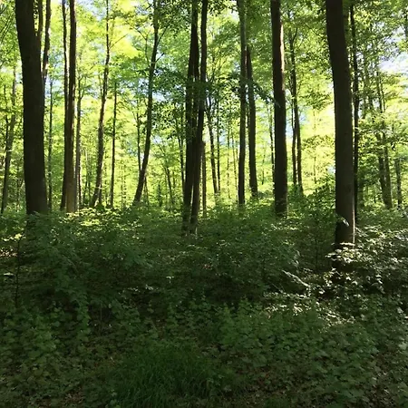 Apartament Mit Terrasse In Waldbrunn-ellar *